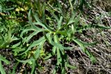 Delphinium puniceum