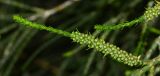 Melaleuca huegelii