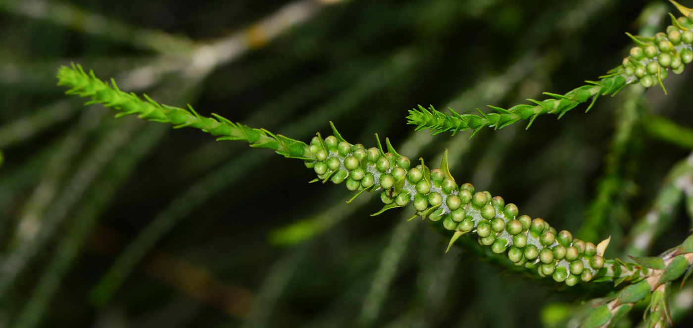 Image of Melaleuca huegelii specimen.