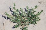 Amaranthus albus