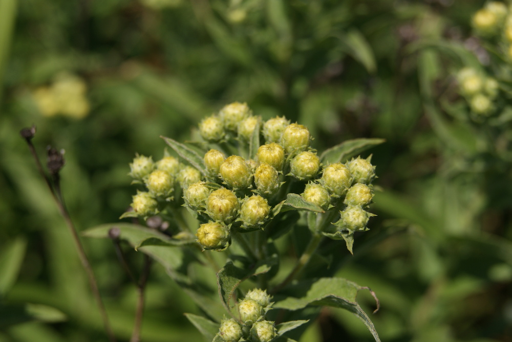 Image of Inula germanica specimen.