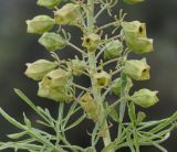 Reseda alba
