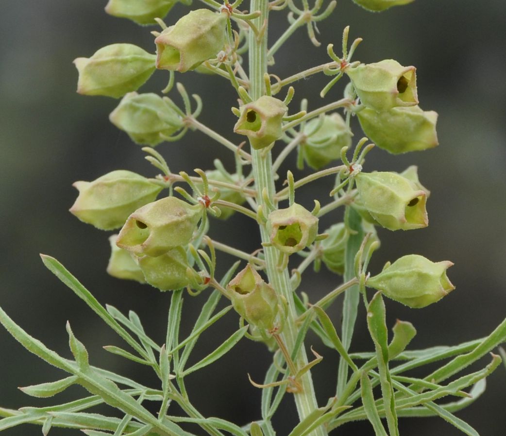 Image of Reseda alba specimen.