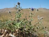 Echinops pubisquameus