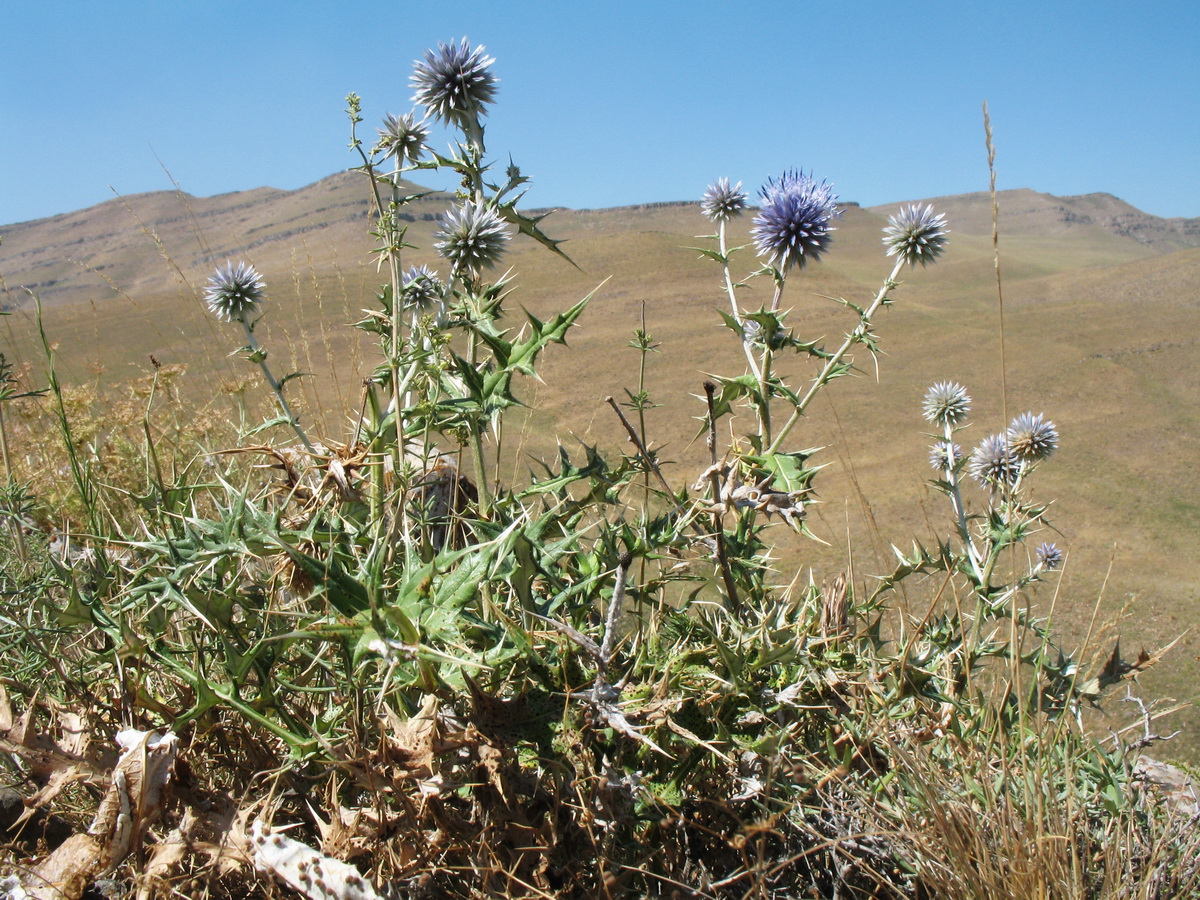 Изображение особи Echinops pubisquameus.