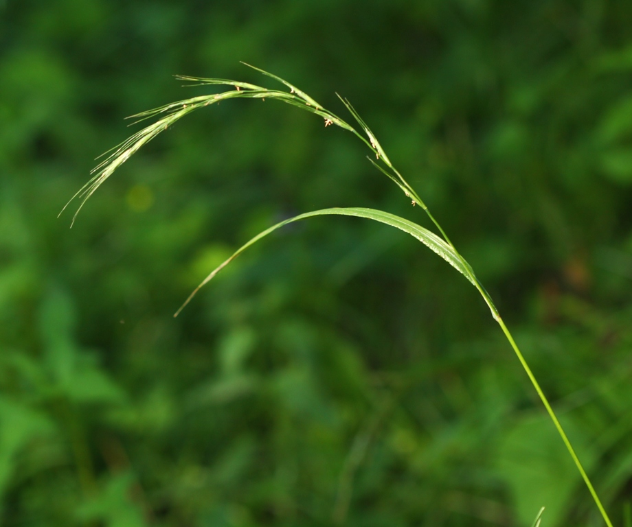 Изображение особи Elymus pendulinus.