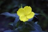 Oenothera pilosella