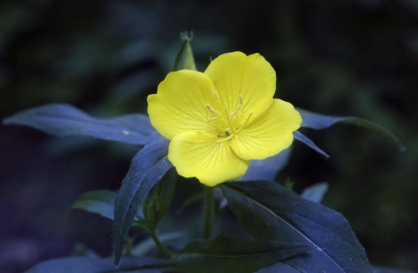 Image of Oenothera pilosella specimen.