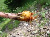 Orobanche alsatica