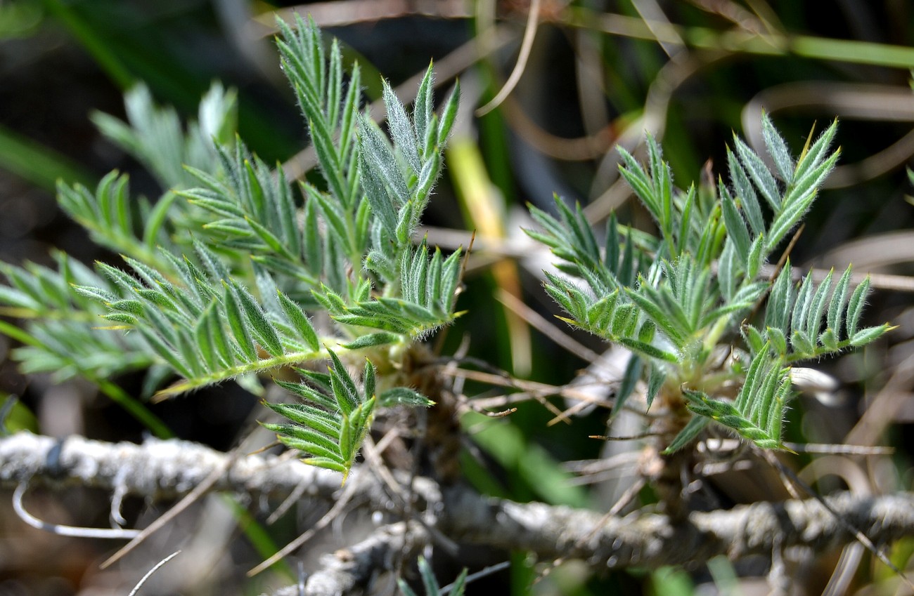 Изображение особи Astragalus arnacanthoides.