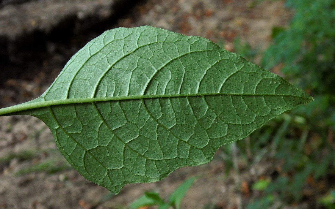 Изображение особи Alkekengi officinarum.