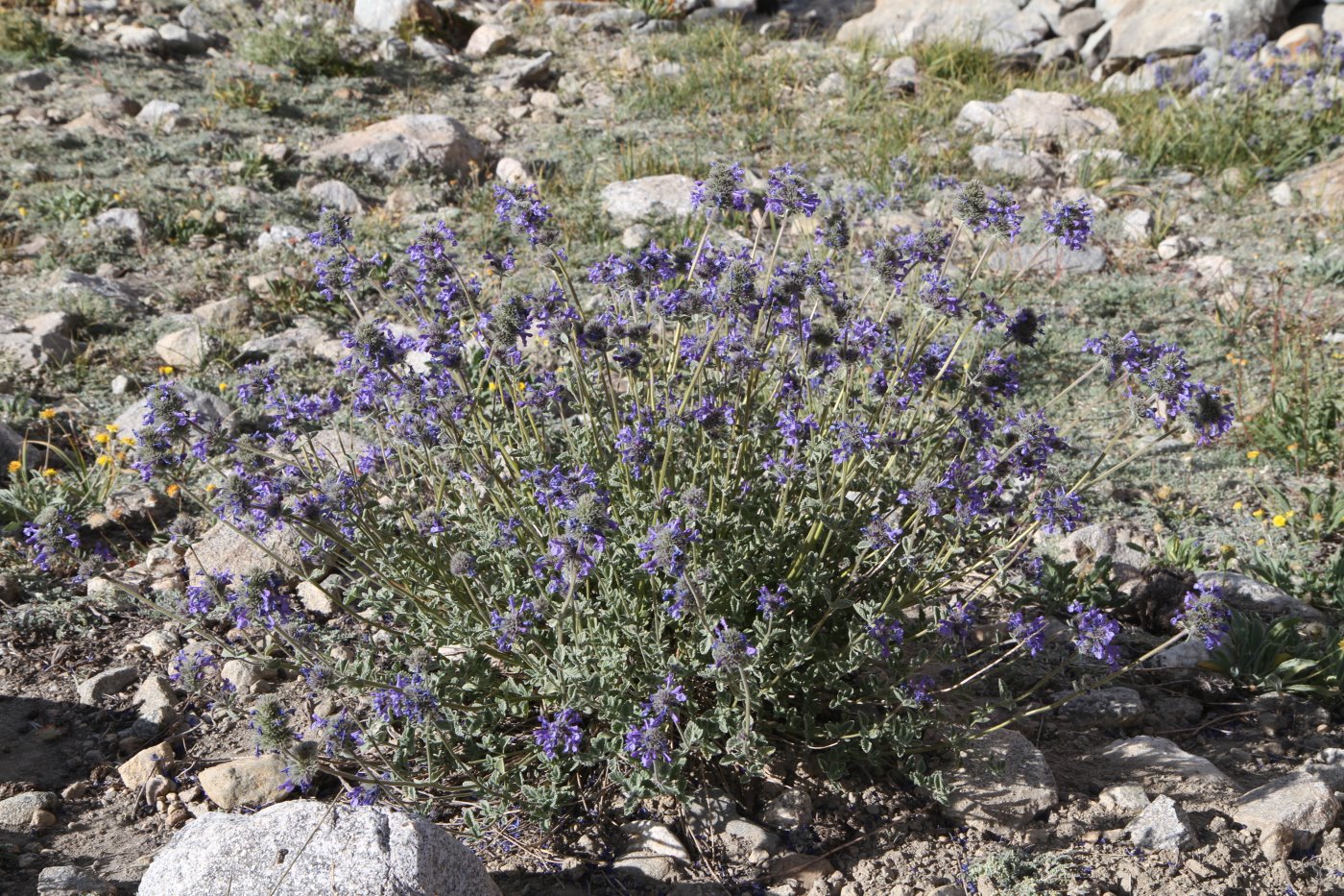 Изображение особи Nepeta pamirensis.