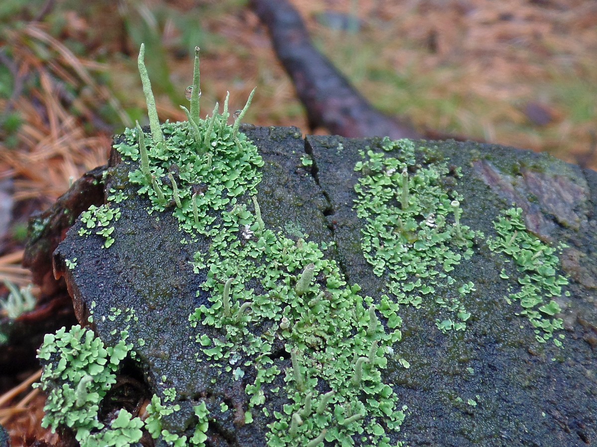 Изображение особи род Cladonia.