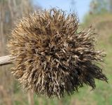 Echinops sphaerocephalus. Сухое соплодие. Курская обл., Железногорский р-н, пос. Михайловский, ур. Берложон. 2 мая 2010 г.