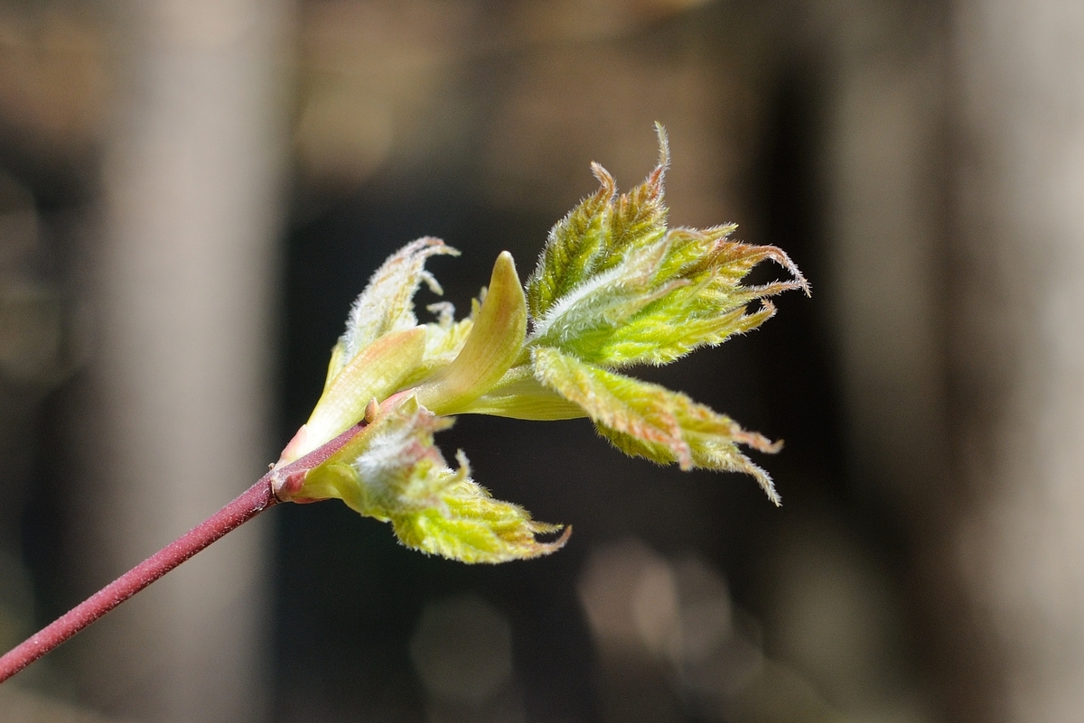 Image of Acer barbinerve specimen.