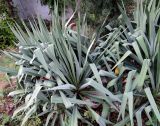 Yucca filamentosa. Вегетирующие растения. Ставропольский край, г. Невинномысск, территория гостиничного комплекса, в культуре. 17.10.2017.