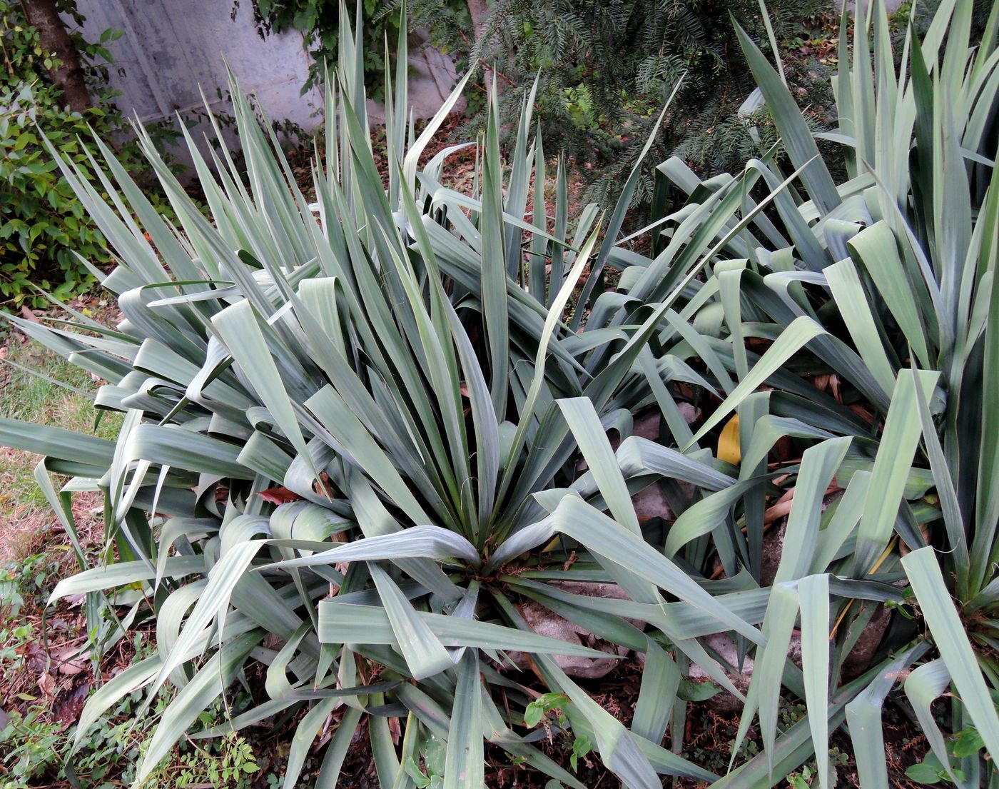 Изображение особи Yucca filamentosa.