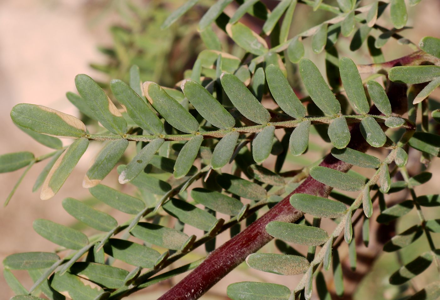 Image of Faidherbia albida specimen.