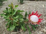 Protea cynaroides. Цветущее растение. Австралия, г. Брисбен, парк Рома-стрит. 25.09.2016.