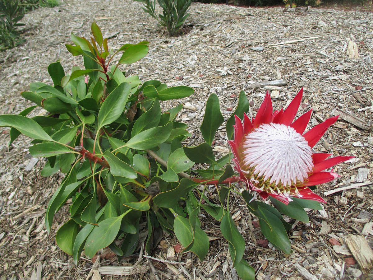 Image of Protea cynaroides specimen.