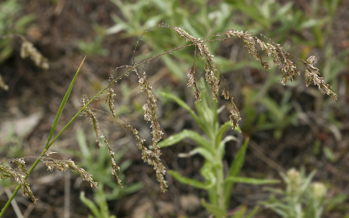 Изображение особи Poa neosachalinensis.