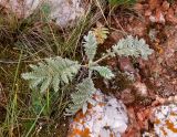 Potentilla sericea