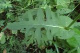 Cirsium oleraceum