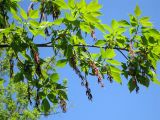 Acer negundo. Ветвь женского дерева с соплодиями. Украина, Киев, Южная Борщаговка, просп. Королёва. 1 мая 2010 г.