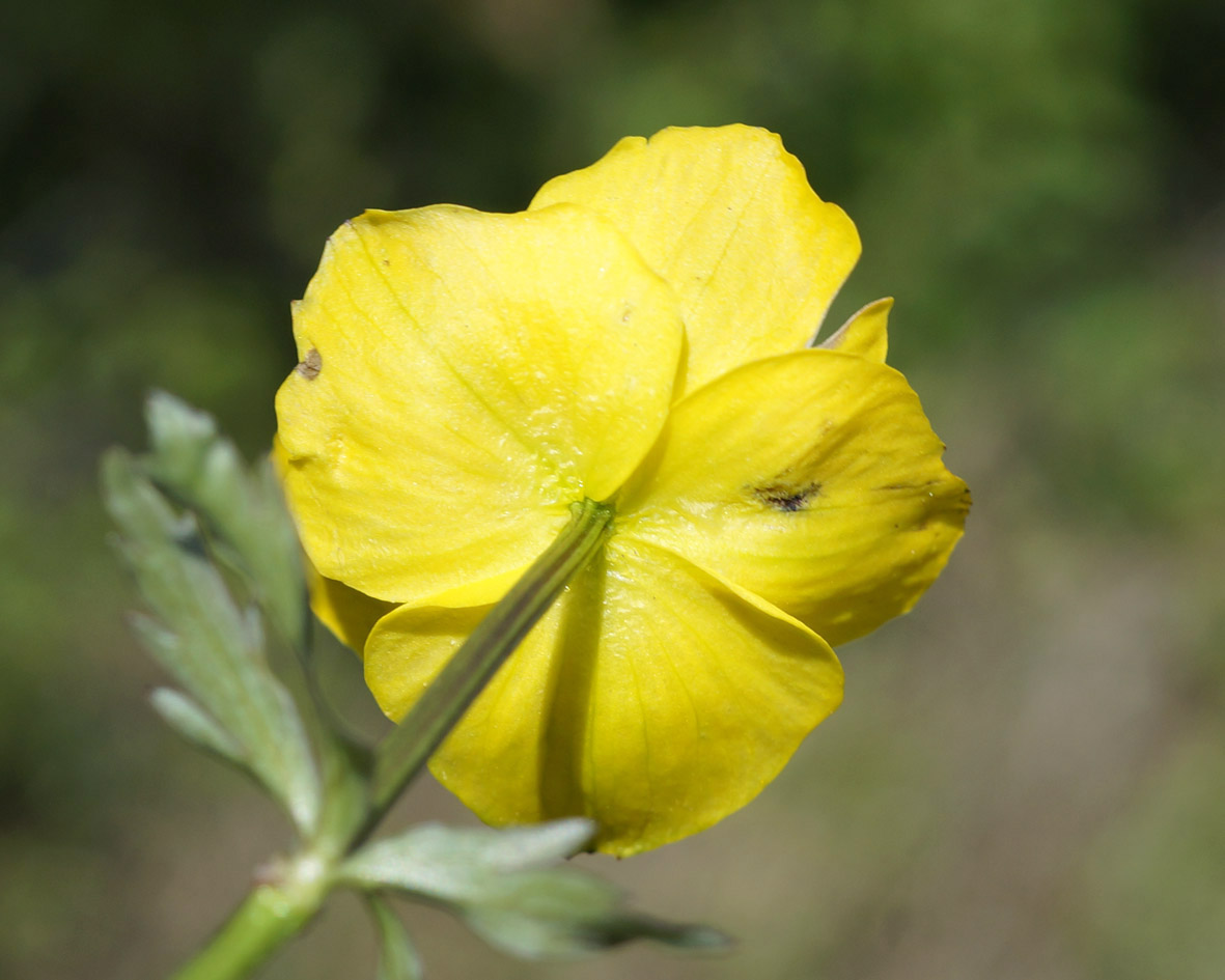 Image of Trollius sibiricus specimen.