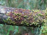 Ptilidium pulcherrimum