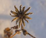 Crepis sibirica. Остатки соплодия. Башкортостан, Белорецкий р-н, склон хребта Инзерские Зубчатки, опушка смешанного леса. 31 декабря 2017 г.