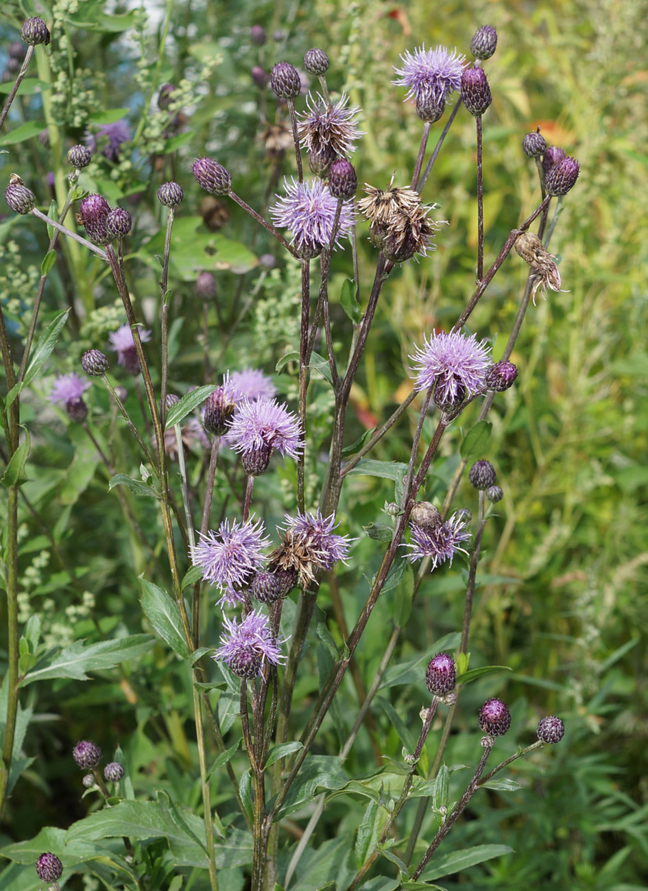 Изображение особи Cirsium setosum.