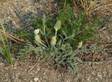 Astragalus lupulinus. Расцветающее растение (в сообществе с Artemisia). Иркутская обл., побережье оз. Байкал в р-не Малого Моря, окр. пос. Сахюрта, степь на склоне сопки. 23.06.2017.