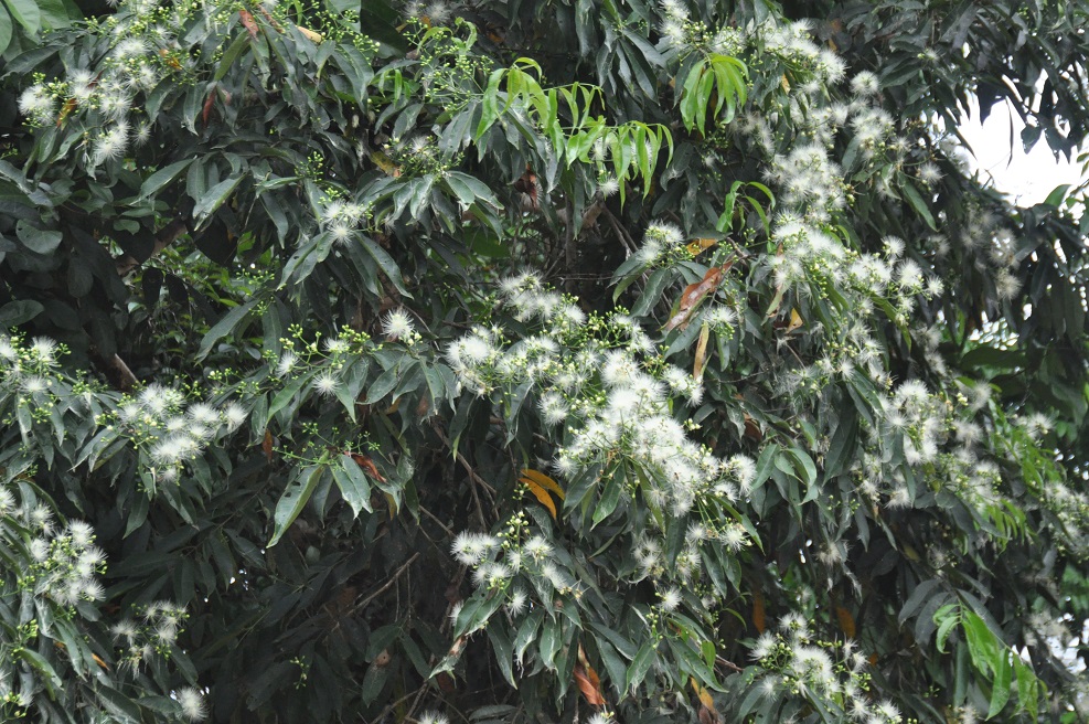 Image of familia Myrtaceae specimen.