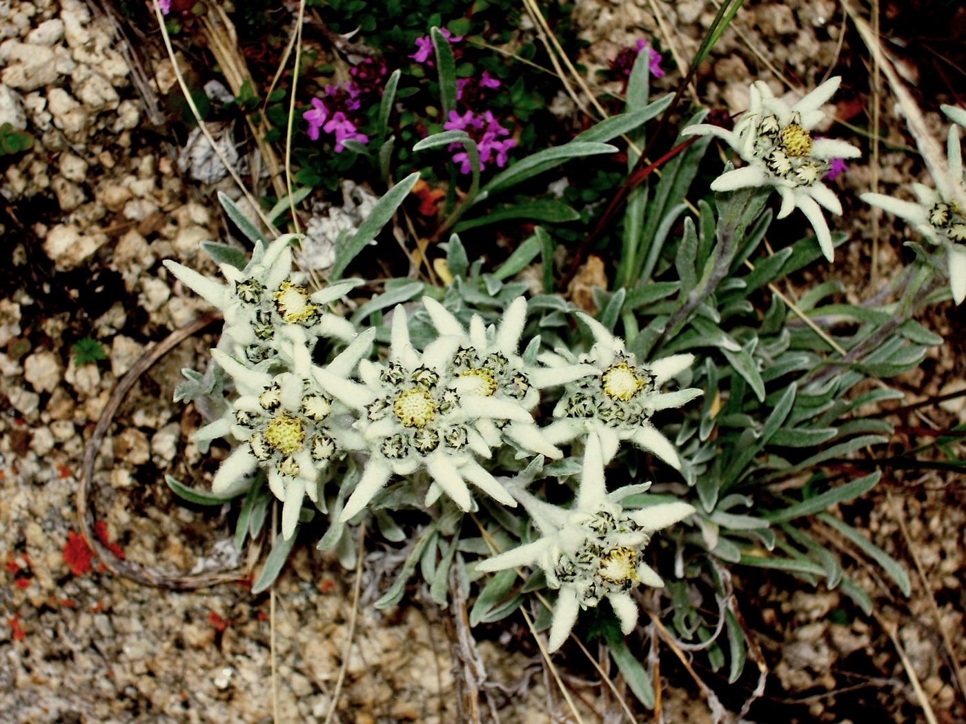 Image of Leontopodium fedtschenkoanum specimen.