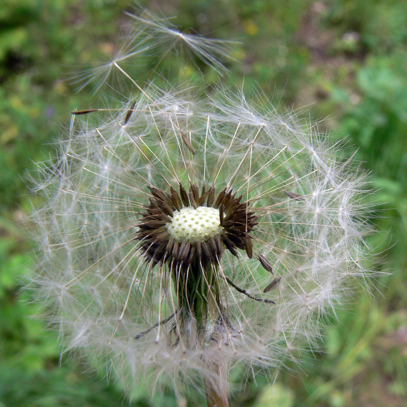 Изображение особи Taraxacum kjellmanii.