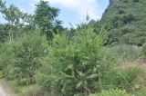 род Callistemon. Вегетирующие растения. Южный Китай, Гуанси-Чжуанский автономный р-н, окр. г. Яншо, обочина дороги. 12.10.2017.