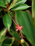 Jatropha integerrima. Верхушка побега с цветком и плодом. Малайзия, Куала-Лумпур, в культуре. 13.05.2017.