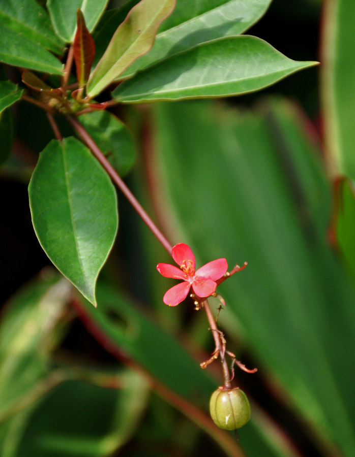 Image of Jatropha integerrima specimen.