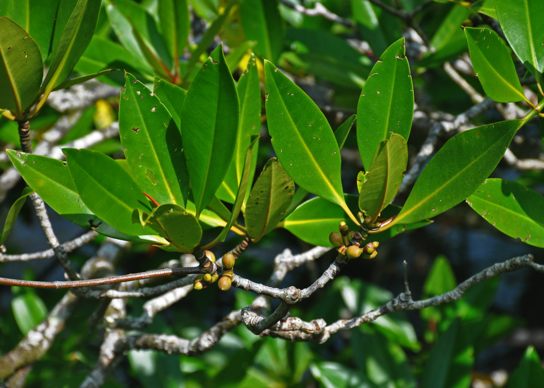 Изображение особи Rhizophora apiculata.