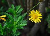 Euryops chrysanthemoides. Верхушка побега и соцветие. Малайзия, Камеронское нагорье, г. Бринчанг, ≈ 1400 м н.у.м., в культуре. 03.05.2017.