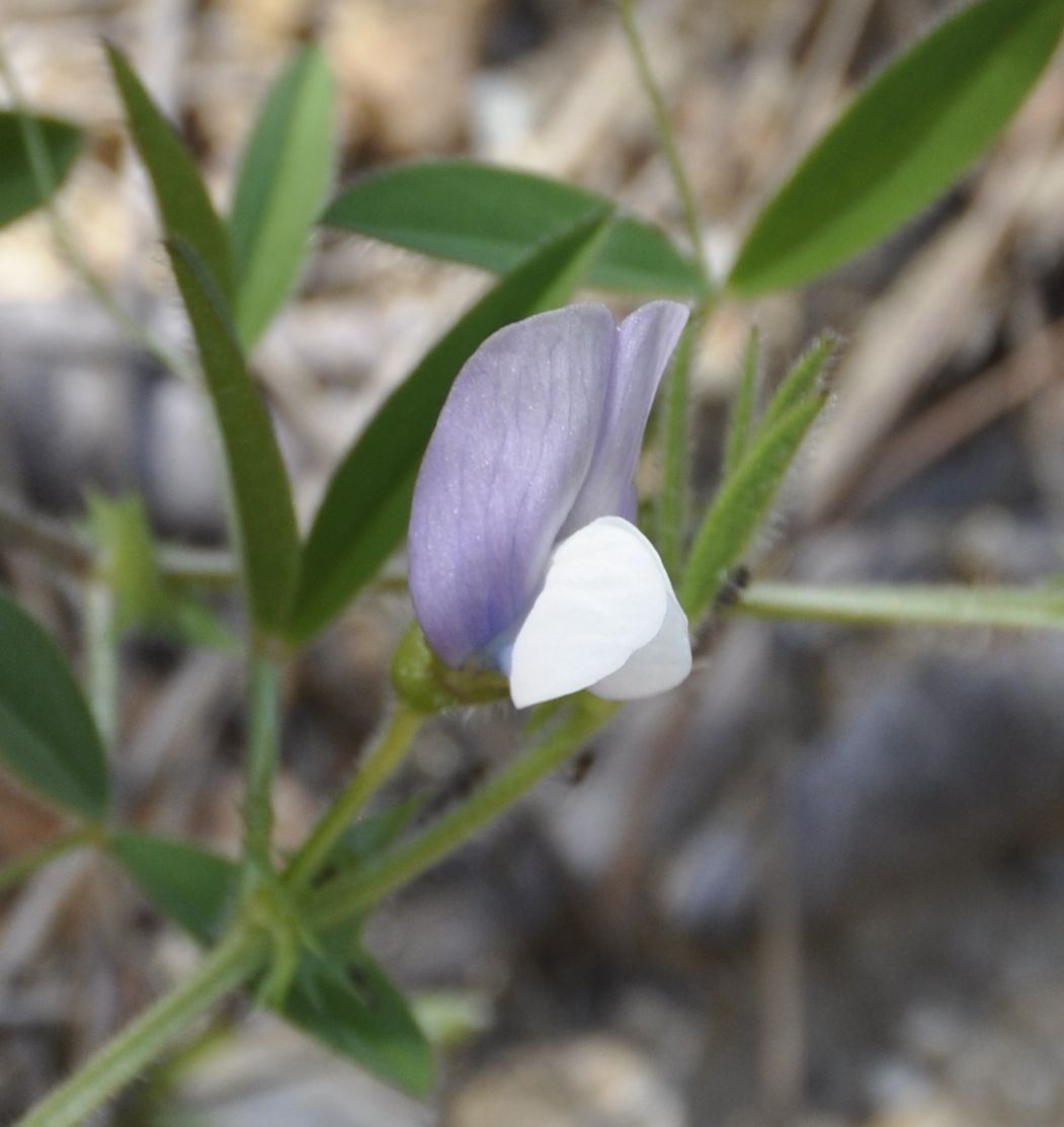 Изображение особи Vicia bithynica.