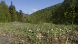 Astragalus resupinatus