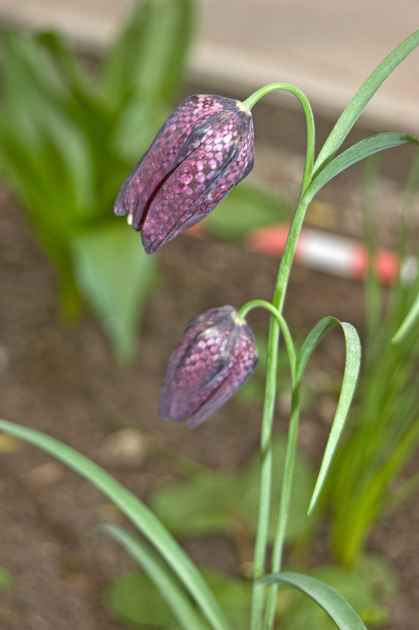 Image of Fritillaria meleagris specimen.
