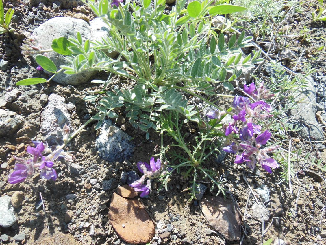 Image of genus Astragalus specimen.