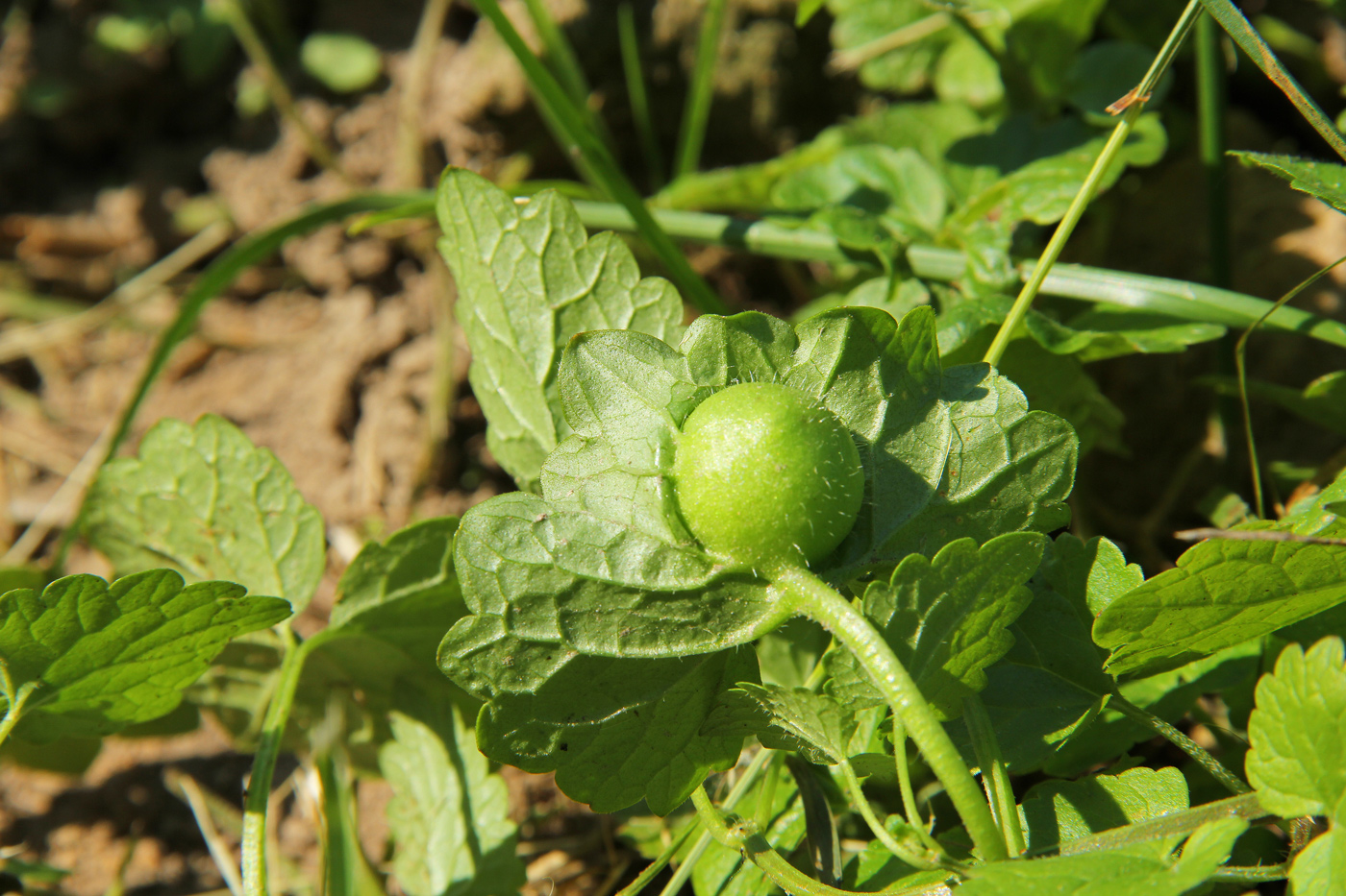 Изображение особи Glechoma hederacea.