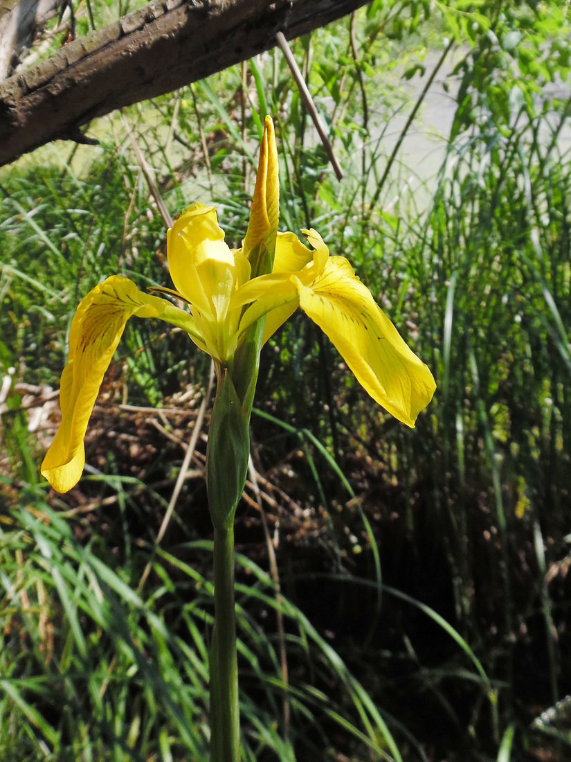 Изображение особи Iris pseudacorus.