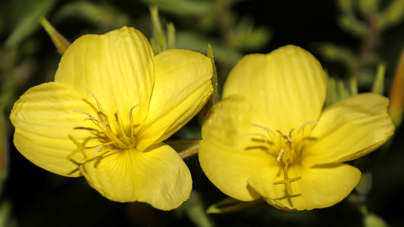 Изображение особи род Oenothera.