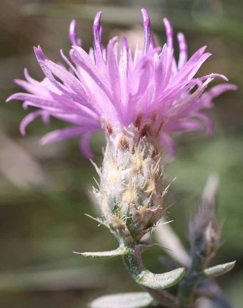 Image of Centaurea vicina specimen.