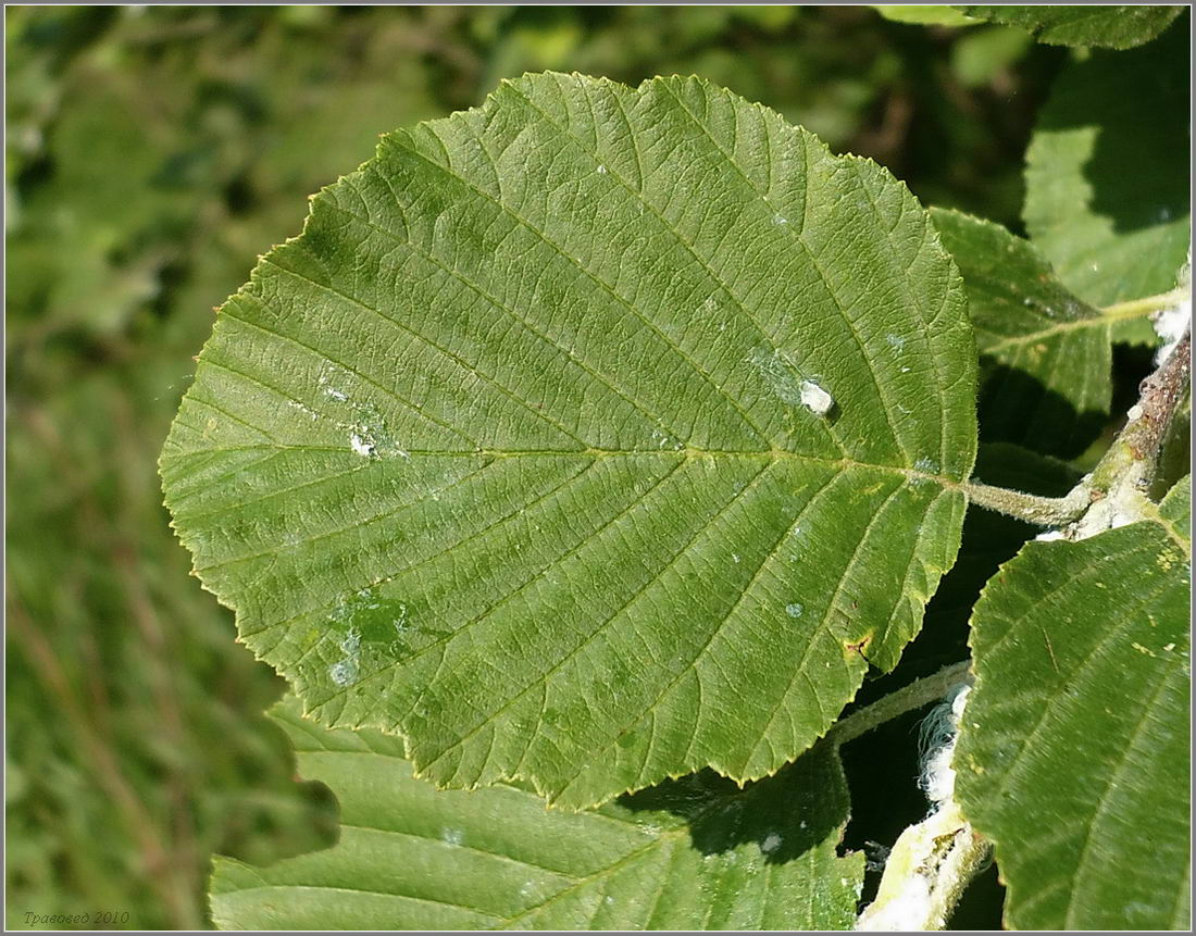 Изображение особи Alnus incana.